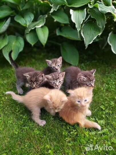 Котята отдам в добрые руки бесплатно