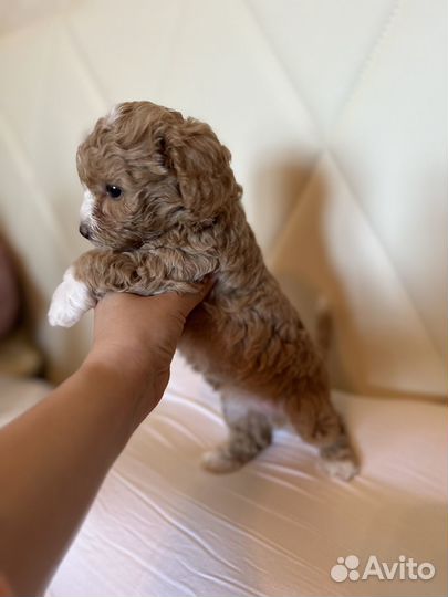 Мальтипу f1 Тедди