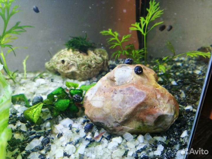 Улитки Теодоксус, Ампулярия