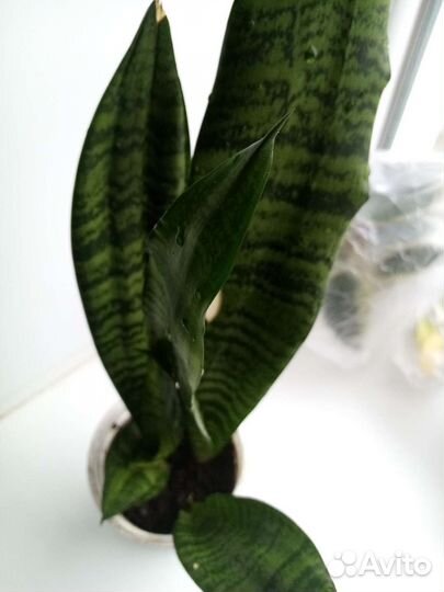 Сансевьера, рео