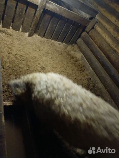 Мангалица пуховая