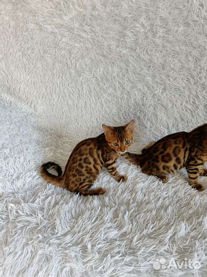 Бенгальская кошка