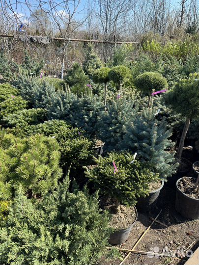 Сосна туя смарагд Брабант можжевельник, бансай