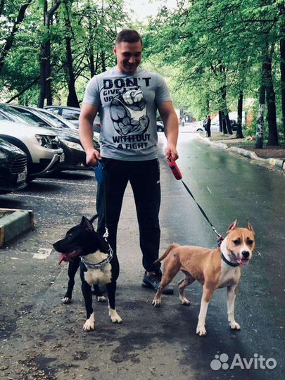 Кинолог: Дрессировка собак