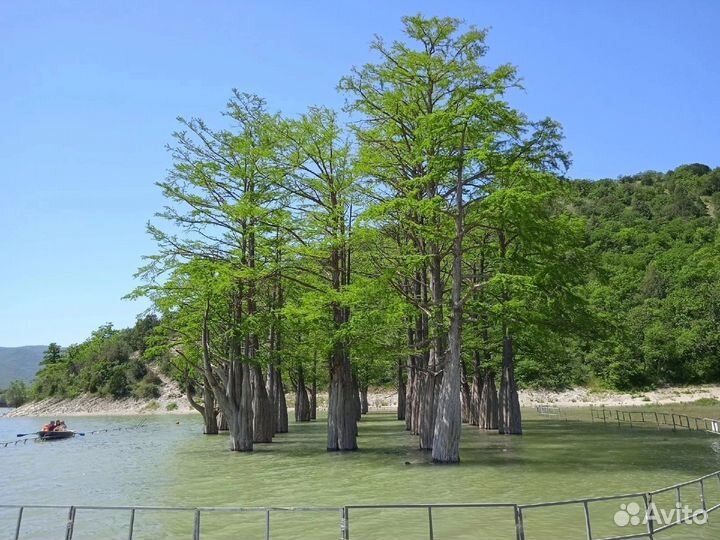 Экскурсии на кипарисовое озеро