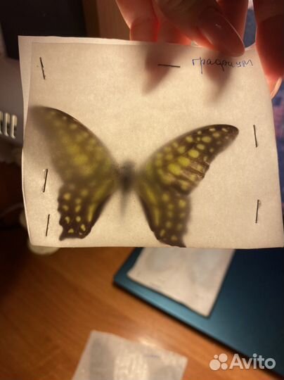 Бабочки