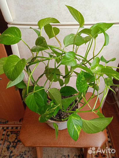 Сциндапсус золотистый