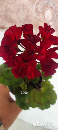 Пеларгония герань