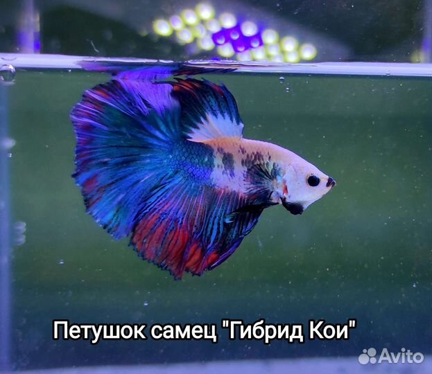 Рыбки Петушки самцы