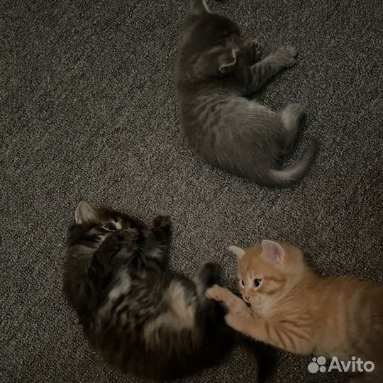 Котята