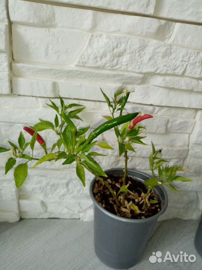 Перец острый огонек