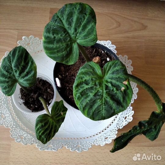 Филодендроны разные сорта