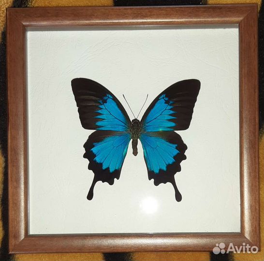 Бабочка в рамке под стеклом