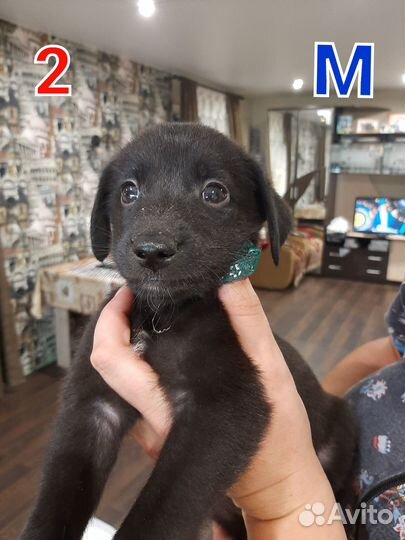 Отдам в добрые руки