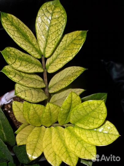 Замиокулькас Акебоно вар