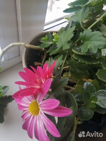 Хризантема комнатная