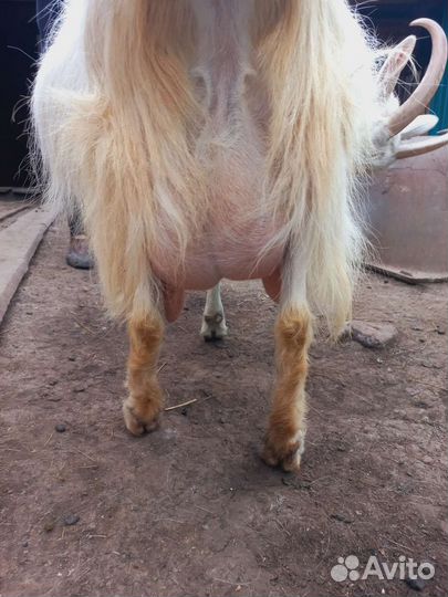 Коза дойная