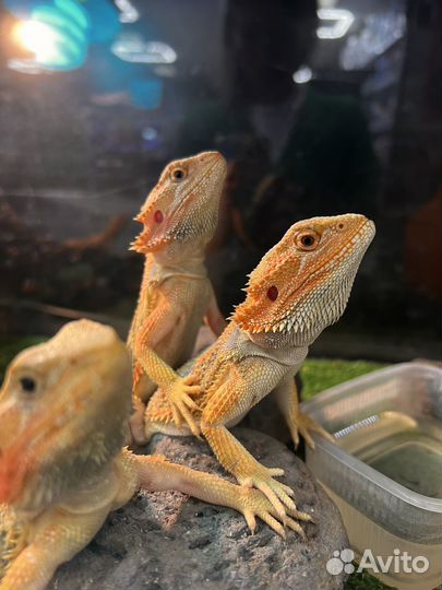 Бородатая агама