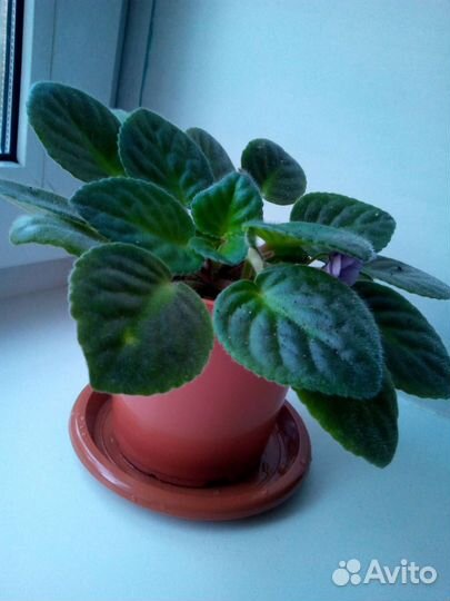 Фиалка и филодендроны