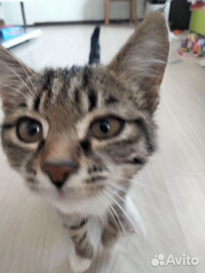 Котенок