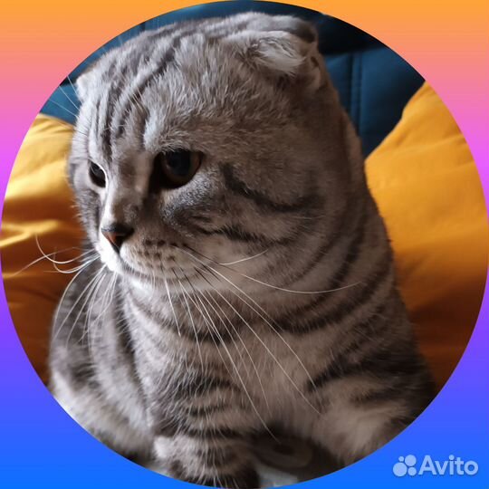 Вязка с вилоухим Шотландским котом