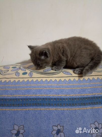 Отдам в хорошие руки котенка