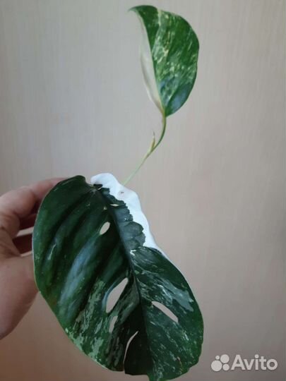 Эпипремнум Пиннатум вайт