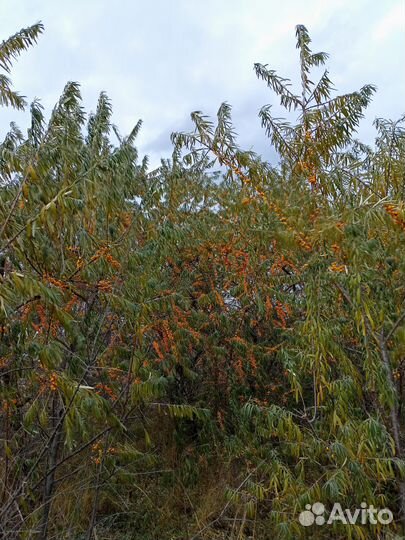 Облепиха ягоды