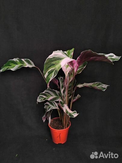 Калатея white fusion 14/45-60