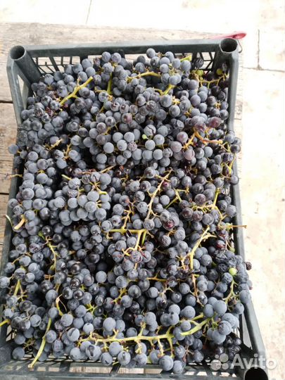 Виноград Изабелла/Молдова