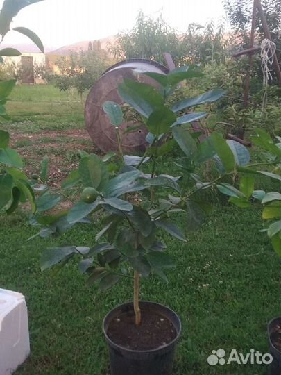 Лимонное дерево для новичков в Смоленске