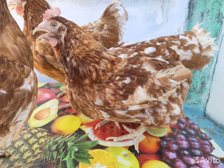 Куры несушки доминант 9 месяцев