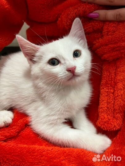 Котята в добрые руки бесплатно