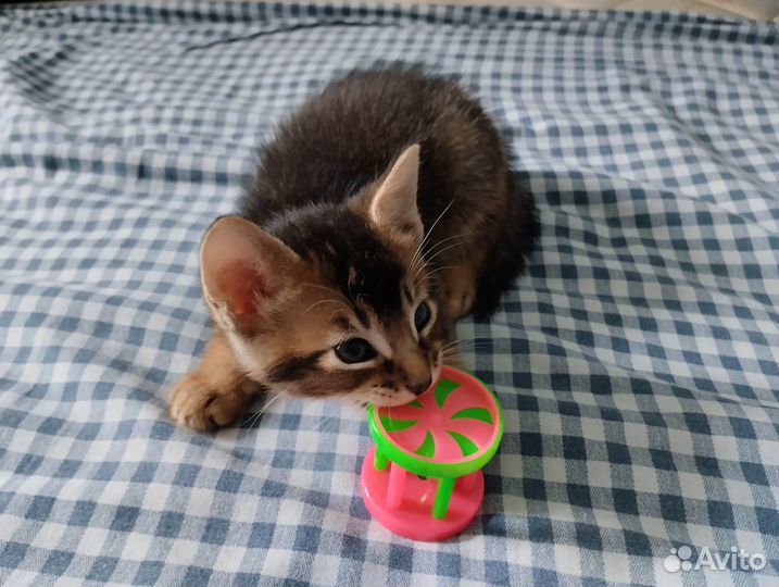 Котята метисы абиссинцы