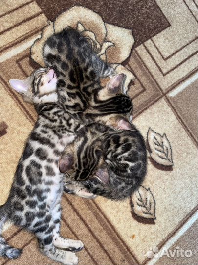 Бенгальские котята
