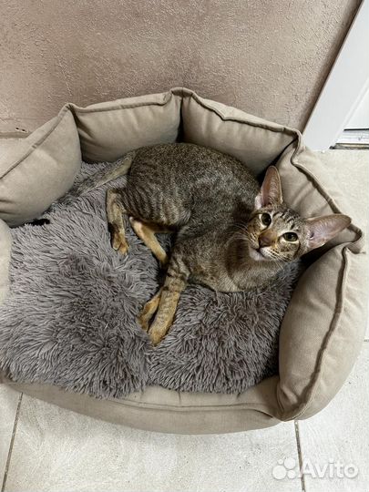 Домашняя передержка животных/зоогостиница