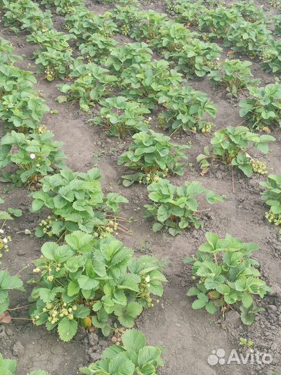 Рассада клубники 