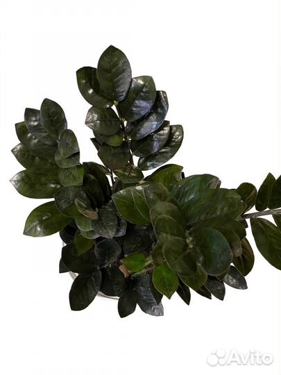 Замиокулькас черный равен