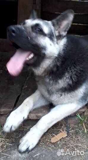 Вязка кобель вео