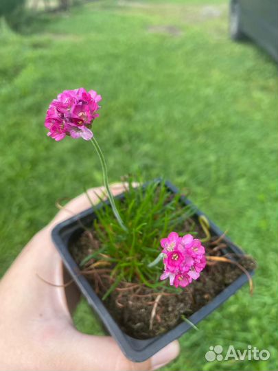 Многолетники для сада