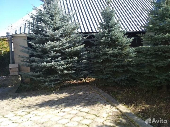 Ели голубые и серебристые