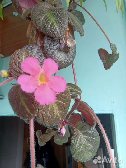 Эписция,королевская пеларгония