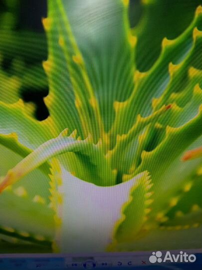 Дримиопсис,толстянка(денеж) выскочка, кактус,алоэ