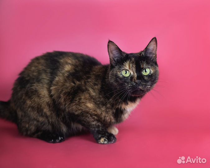 Кошка Фадж, 2 года