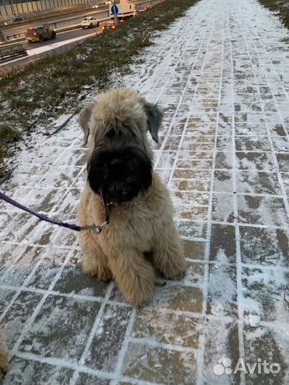 Кинолог. Воспитание, корректировка поведения