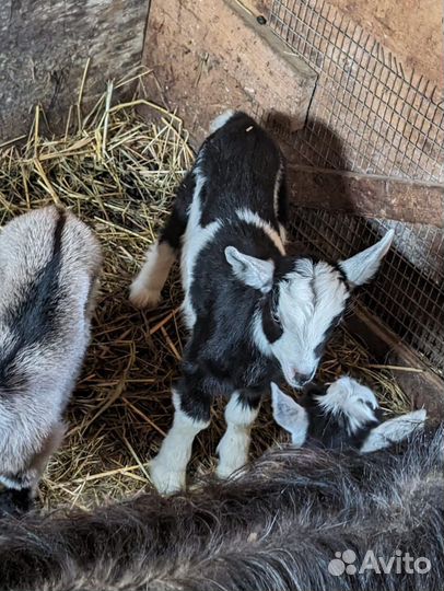 Козлята