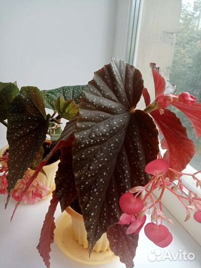 Комнатные цветы бегония