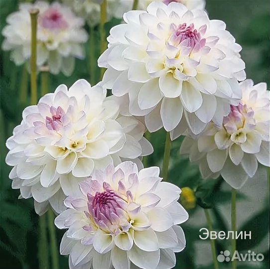 Георгины зеленые черенки