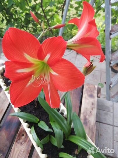 Комнатные цветы