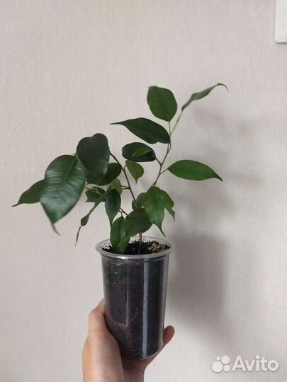 Фикус бенджамина